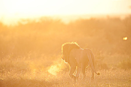 走,狮子,日出