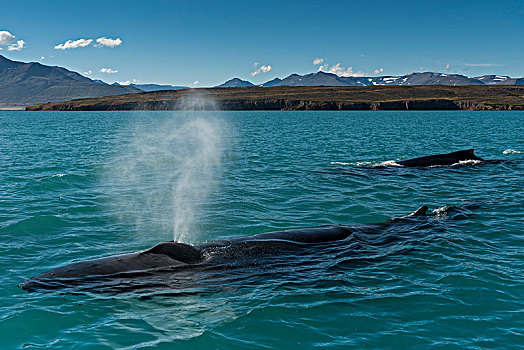 驼背鲸,大翅鲸属,鲸鱼,游动,吹,冰岛,欧洲