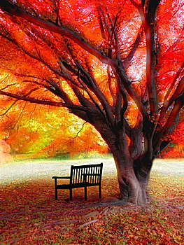 公园长椅,下面,节瘤,树,彩色,秋叶,电脑特效