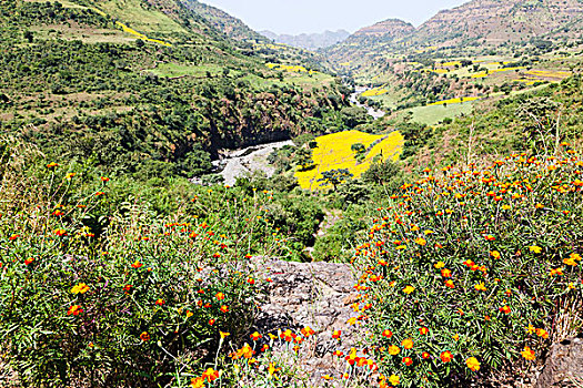 万寿菊,植物,风景,埃塞俄比亚