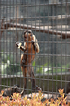 动物园,猴子