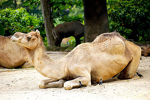 骆驼,动物园,亚洲