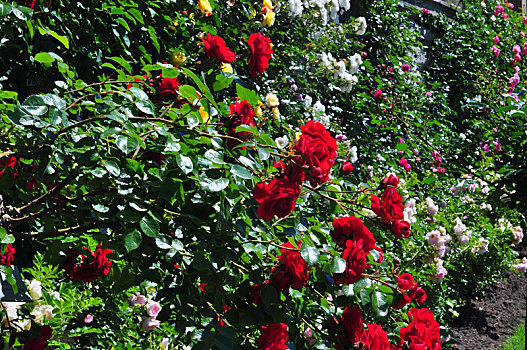 植物,玫瑰花,红色,犬蔷薇