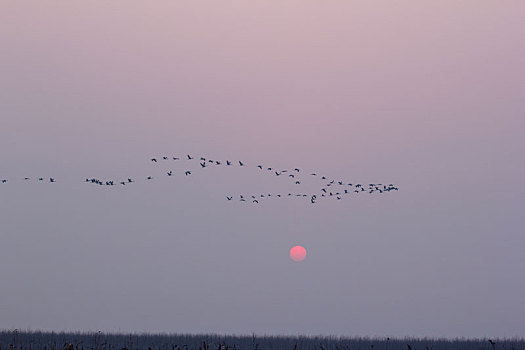 一群灰鹤在夕阳的天空中飞翔