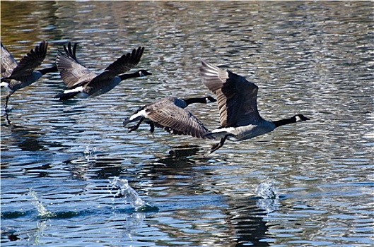 黑额黑雁,飞跃,水