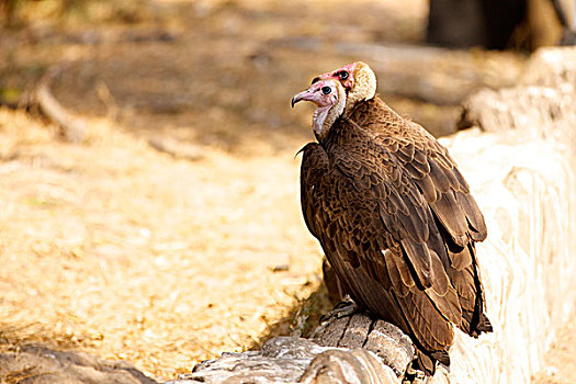 两个,秃鹰,坐,一起,克鲁格国家公园,南非,非洲