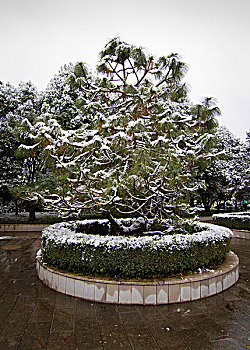 昆明校园雪景