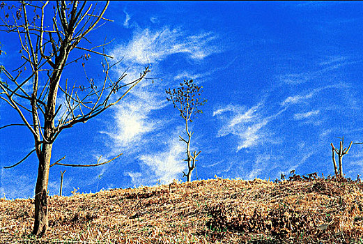 树,山,孟加拉,2006年