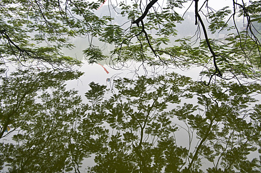 还剑湖,河内,越南,下面,树