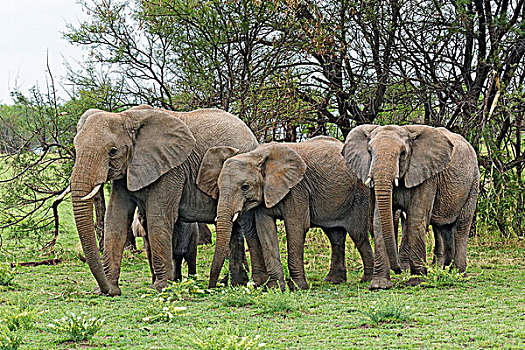 非洲象,牧群,塞伦盖蒂国家公园,坦桑尼亚