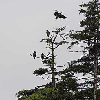 鹰,栖息,常青树,地区性,地区,岛屿,不列颠哥伦比亚省,加拿大