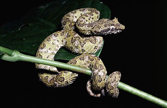 扁斑奎蛇,蝰蛇,绿色,记事本,尾部,雨林,哥斯达黎加