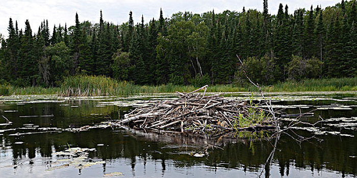 浮木,湖岸,湖,木头,安大略省,加拿大