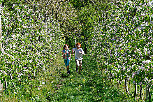 两个孩子,跑,排,盛开,苹果树,阿尔滕堡,南蒂罗尔,意大利,欧洲