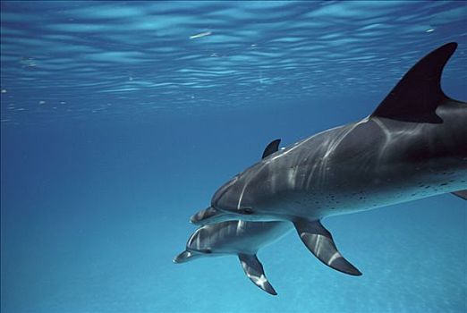 大西洋点斑原海豚,花斑原海豚,一对,游泳,并排,巴哈马