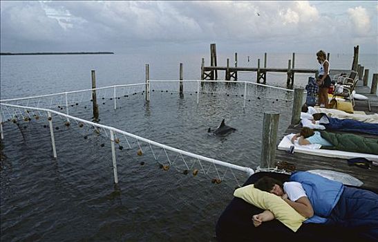 睡觉,宽吻海豚,捕获,佛罗里达