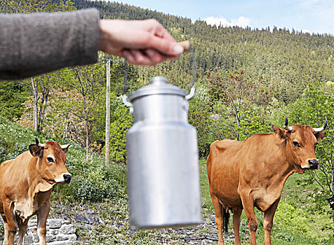挤奶,母牛