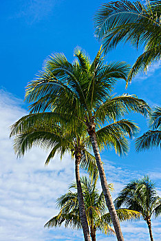 古巴,巴拉德罗,半岛,棕榈树