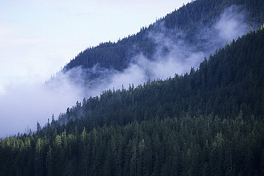 美国,阿拉斯加,靠近,树林,雾,上升