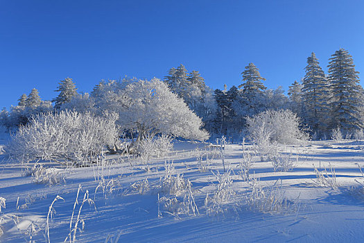 雪岭雾凇风光