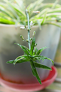 雨的兰花