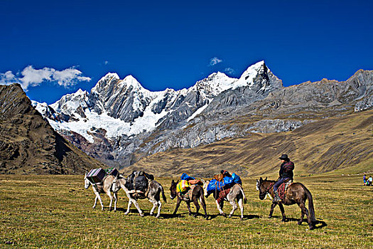 女人,骑,骡子,驾驶,四个,驴,上方,山地牧场,雪冠,山,背影,山脉,北方,秘鲁,南美