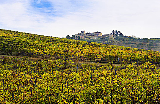 酿酒葡萄,葡萄园,靠近,托斯卡纳,意大利