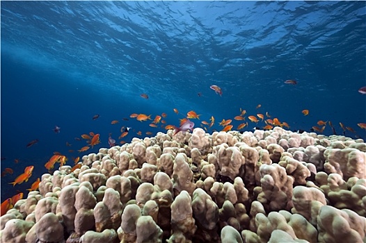 珊瑚,鱼,红海