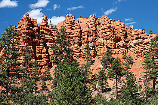 岩石构造,腐蚀,松树,树,红色,峡谷,犹他,美国,北美
