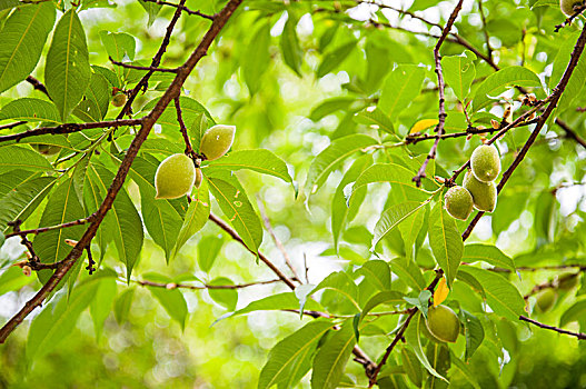 毛桃树结出的果实