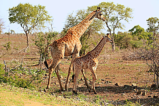 南方,长颈鹿,成年,动物,小动物,克鲁格国家公园,南非,非洲