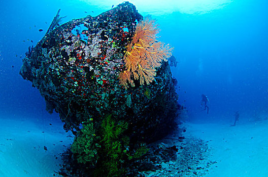 珊瑚,船尾,日本,残骸