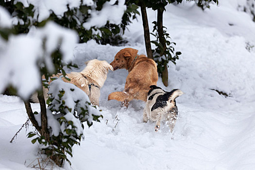 冬天雪地玩耍的狗