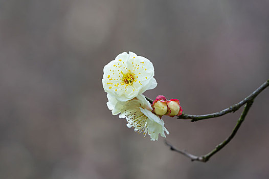 初春梅园梅花绽放