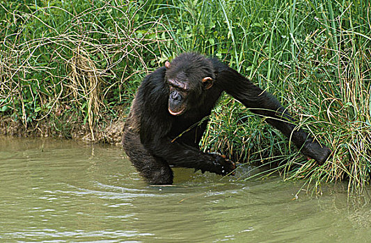 黑猩猩,类人猿,成年,进入,水