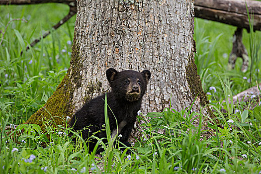 美国,田纳西,大烟山国家公园,黑熊,幼兽,靠近,树,画廊