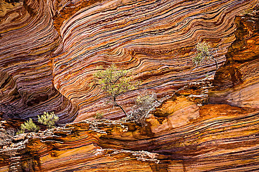 树,岩石上,台架,石台,环,卡巴里国家公园,西澳大利亚州,澳大利亚