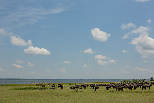 水牛,非洲水牛,湖,秋天,国家公园,乌干达