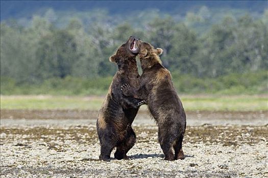两个,大灰熊,棕熊,争斗,河边