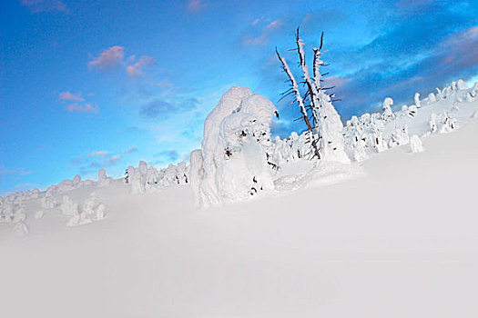 雪景,树桩,积雪