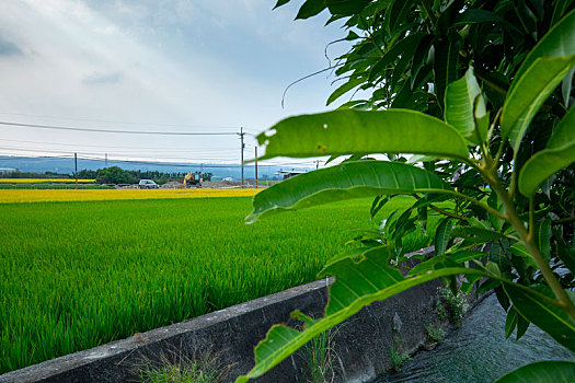 台湾南部乡村,产业道路旁绿油油的稻田