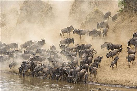 蓝角马,角马,牧群,喝,马拉河,马赛马拉国家保护区,肯尼亚