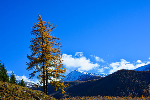 西北第一村白哈巴村秋日盛景