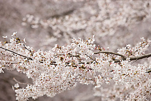 樱花,京都,日本