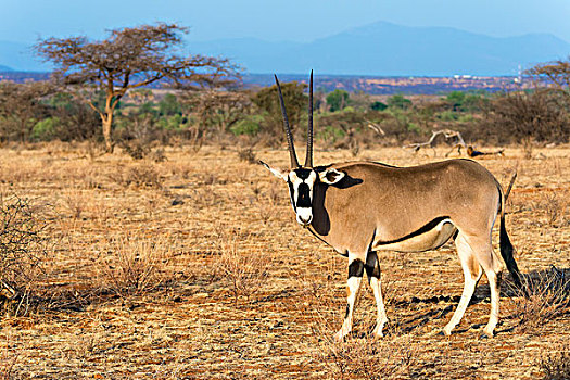 东方,非洲,长角羚羊,萨布鲁国家公园,肯尼亚
