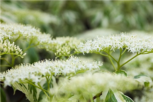 特写,山茱萸,白花