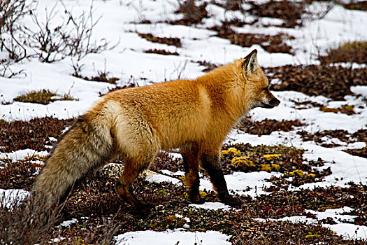 红狐,狐属,雪中,冬天,丘吉尔市,野生动物,管理,区域,加拿大