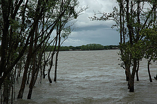 孙德尔本斯地区,红树林,树林,湾,孟加拉,世界遗产,库尔纳市,七月,2007年