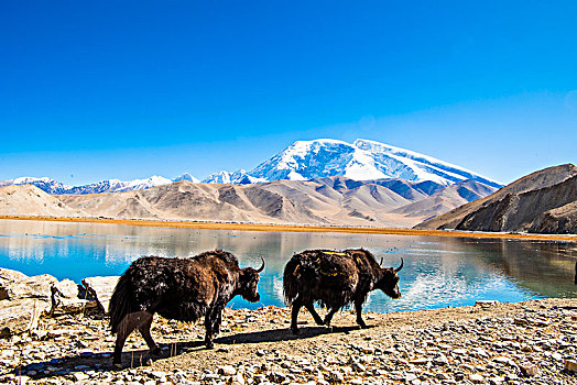 新疆,雪山,蓝天,湖,倒影,牦牛