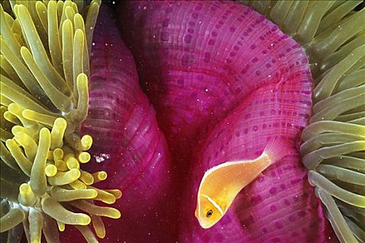 密克罗尼西亚,鲜明,橙色,小丑鱼,游动,靠近,粉色,海葵,珊瑚